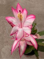 Picotee Pink